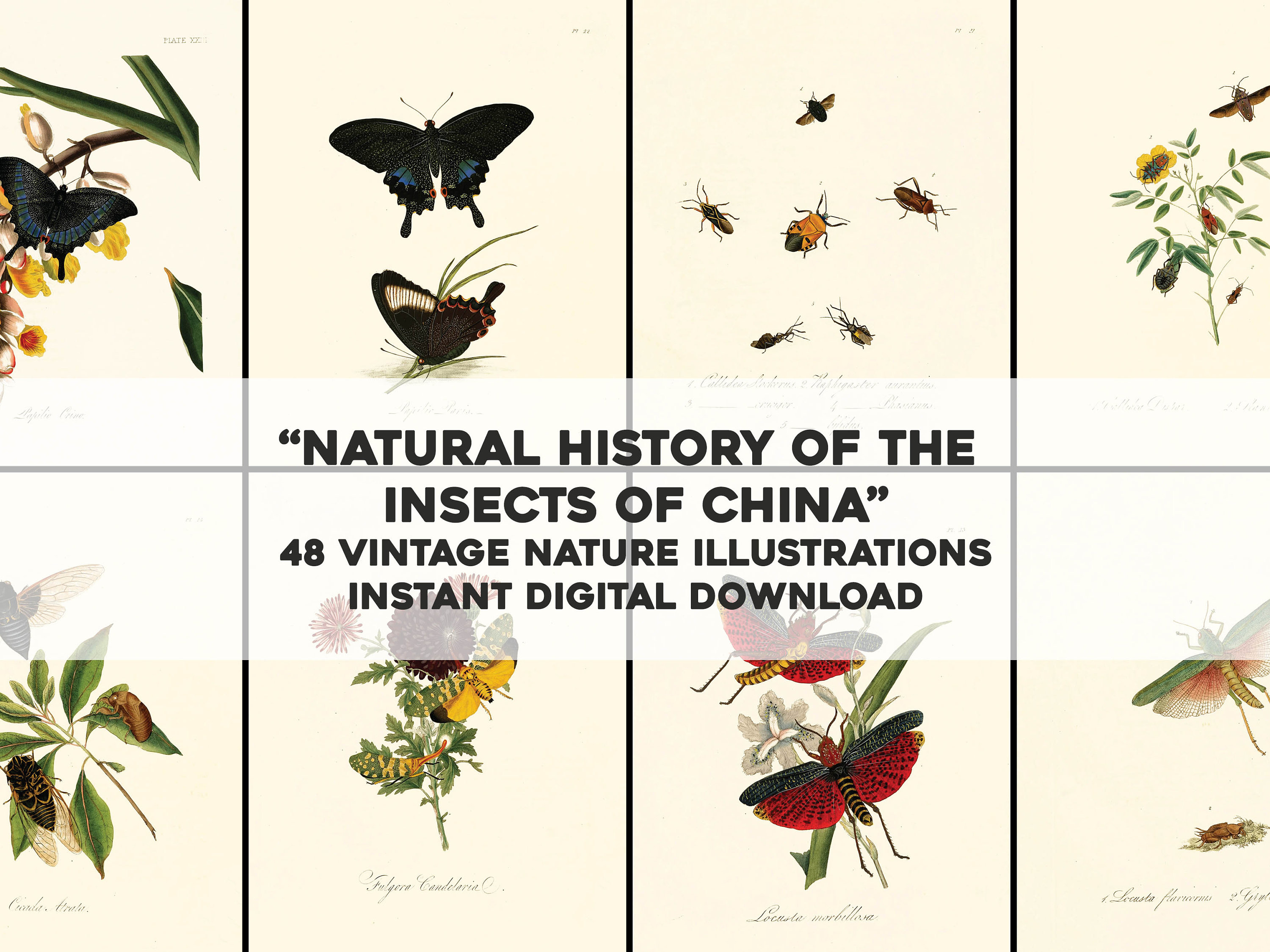 48 Vintage Images From Natural History Insects of China | Insect ...