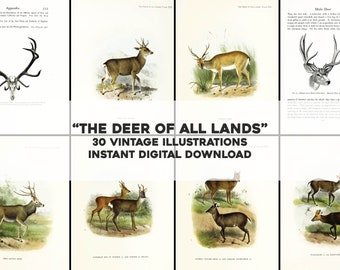 May include: A collage of vintage illustrations of deer from around the world. The title "THE DEER OF ALL LANDS" is displayed in bold, black text. The text "30 VINTAGE ILLUSTRATIONS INSTANT DIGITAL DOWNLOAD" is displayed below the title.