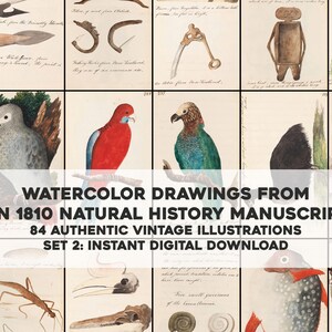 以下が含まれることがあります： 1810 年の自然史原稿からの 84 枚のヴィンテージ水彩画のコレクション。イラストは、オウム、鳥、ナナフシ、頭蓋骨など、さまざまな動物、植物、オブジェクトを描いています。