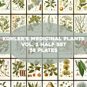 Kohler's Medicinal Plants Volume 2 Half Set 58 Plates Printable Wall Art Bundle Vintage Flowers Botanical Illustrations Digital Download
