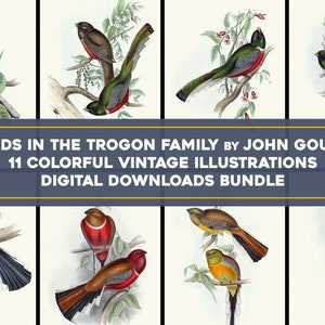 Trogon Bird Illustrations High Resolution Image/Printable Wall Art Bundle Illustrations | Digital Download American Songbirds Commercial Use