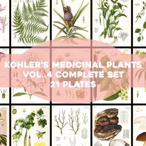 Kohler's Medicinal Plants Volume 4 Complete Set 21 Plates Printable Wall Art Bundle Vintage Flowers Botanical Illustrations Digital Download