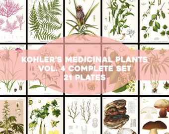 Kohler's Medicinal Plants Volume 4 Complete Set 21 Plates Printable Wall Art Bundle Vintage Flowers Botanical Illustrations Digital Download