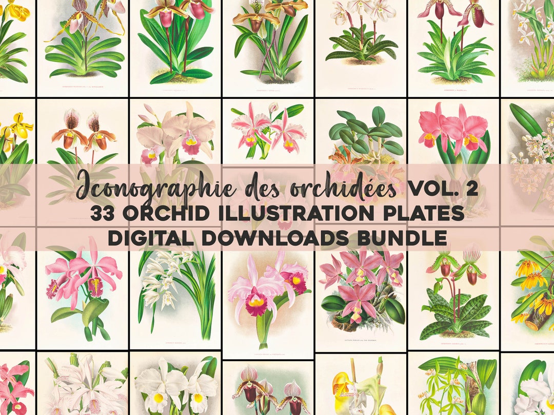 Vintage Orchids Illustrations Vol. 2 Printable Wall Art Bundle