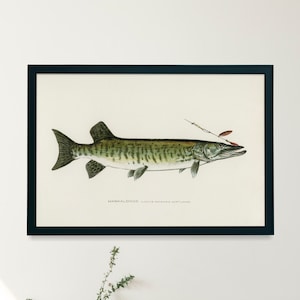 Musky Muskie Muskellunge Fish Illustration Print | Single Printable Wall Art | Fishes of North America | Fly Fisherman Digital Download
