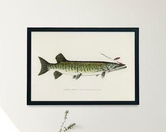 Musky Muskie Muskellunge Fish Illustration Print | Single Printable Wall Art | Fishes of North America | Fly Fisherman Digital Download