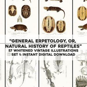 57 vitmarkerade bilder av allmän herpetologi, sköldpaddor och ödlor, set 1 | HQ-bildpaket, utskrivbar väggkonst | Omedelbar digital nedladdning, kommersiellt bruk