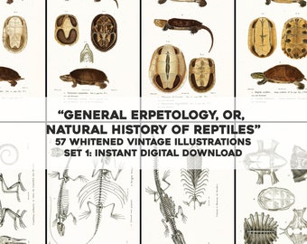 57 Whitened General Herpetology Images Turtles Lizards Set 1 | HQ Image Bundle Printable Wall Art | Instant Digital Download Commercial use