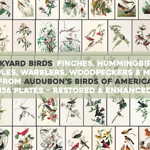 Backyard Birds Plates From Audubon's Birds of America Printable Wall Art Bundle Illustrations Digital Download Cardinals Commercial Use
