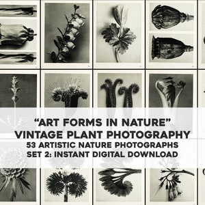 Forme d'arte nella natura Set 2 / 53 Vintage in bianco e nero fotografie di piante Pacchetto di immagini / Download digitale istantaneo / Uso commerciale
