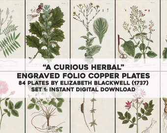 84 Curious Herbal Medicinal Plant Botanical Illustrations | HQ Image Bundle Printable | Instant Digital Download | Physical Commercial Use 1