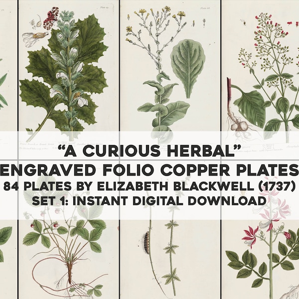 84 Curious Herbal Medicinal Plant Botanical Illustrations | HQ Image Bundle Printable | Instant Digital Download | Physical Commercial Use 1