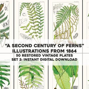 50 images botaniques végétales vintage, deuxième siècle de fougères, lot 2 | Bundle d'images d'artisanat imprimable | Téléchargement numérique instantané Utilisation commerciale