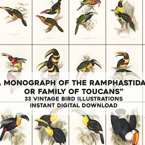 May include: A collection of 33 vintage illustrations of toucans, featuring various species with colorful beaks and plumage. The illustrations are titled "A Monograph of the Ramphastidae, or Family of Toucans".