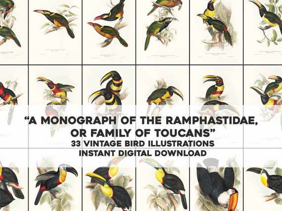 33 Awesome Toucan Ornithology Bird Illustrations | Image Bundle Printable Wall Art Bundle | Instant Digital Download Commercial Use