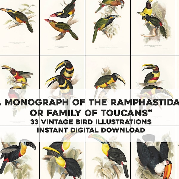 33 Awesome Toucan Ornithology Bird Illustrations | Image Bundle Printable Wall Art Bundle | Instant Digital Download Commercial Use