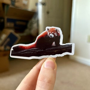 Realistische glanzende sticker rode panda