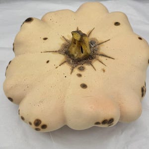Pode incluir: Uma abóbora pattypan creme com uma forma única e ondulada. A abóbora tem um caule central e é salpicada com manchas castanhas escuras. A aparência geral é suave e ligeiramente texturizada, com uma estética natural e orgânica.