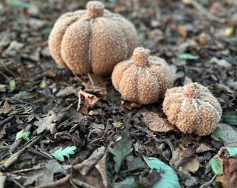 May include: Three plush, brown pumpkins of varying sizes rest on a bed of fallen leaves. The pumpkins have a textured, fuzzy appearance and a small, rounded stem. The scene evokes a cozy autumn atmosphere, perfect for fall decor.