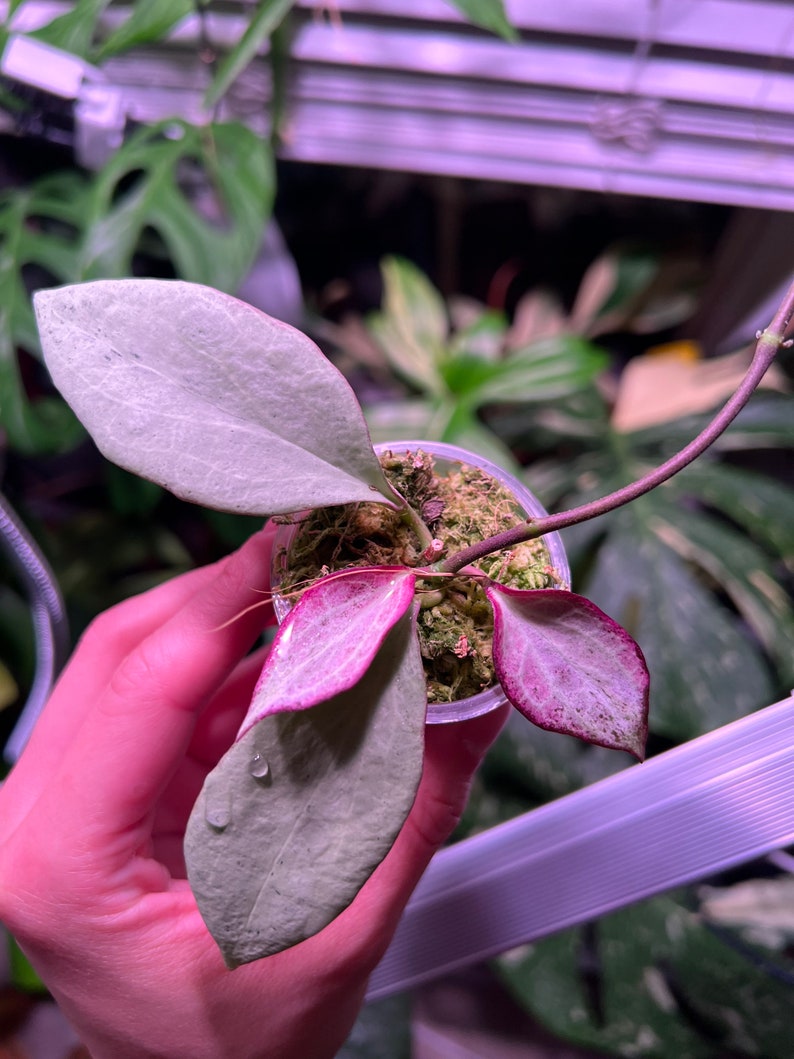 Hoya New Guinea Ghost fully Rooted With New Grow 3 Etsy Hoya New Guinea Ghost fully Rooted With New Grow 3 Etsy