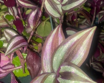 wandering jew