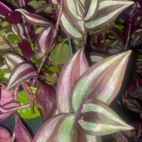 wandering jew