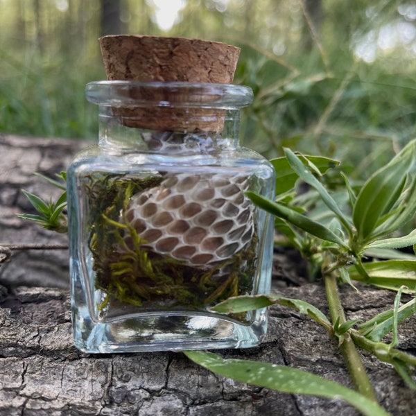 Genuine Snake Shed / Ethically Sourced / Cruelty Free / Natural Snake Shed Skin / Witches Altar / Glass Vial w Cork Top / Apothecary Tool