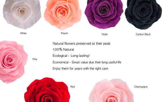 The meanings of flowers - Verdissimo