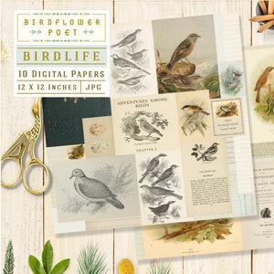 Birdlife druckbare Scrapbook Papiere mit vintage Kunst, von Birdflower Poet
