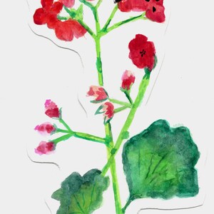 red geranium stem