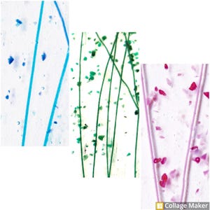 May include: Three microscope slides with different colored samples. The first slide has blue lines and dots, the second slide has green lines and dots, and the third slide has pink lines and dots.