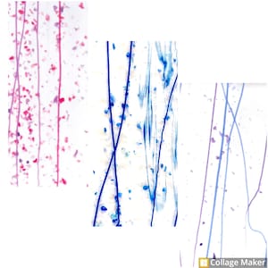 May include: Three abstract art pieces with different colored lines and dots on a white background. The first piece has pink lines and dots, the second piece has blue lines and dots, and the third piece has purple lines and dots.