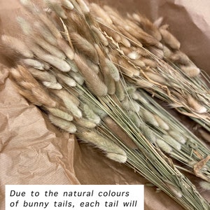 May include: Dried bunny tail grass in shades of beige and tan, bundled together. The text in the image states that the natural colors of the bunny tails will vary. The grass is arranged on brown paper.