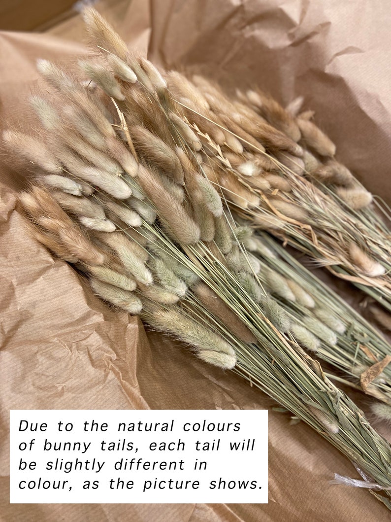 May include: Dried bunny tail grass in shades of beige and tan, bundled together. The text in the image states that the natural colors of the bunny tails will vary. The grass is arranged on brown paper.