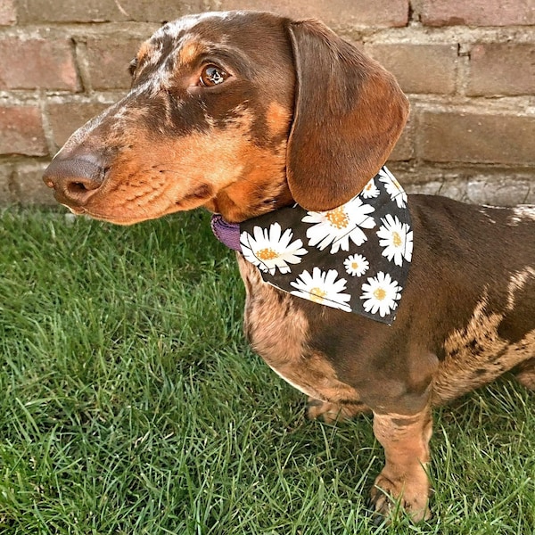 Daisy - Bandana pour animaux de compagnie fait à la main avec un don caritatif sur chaque commande