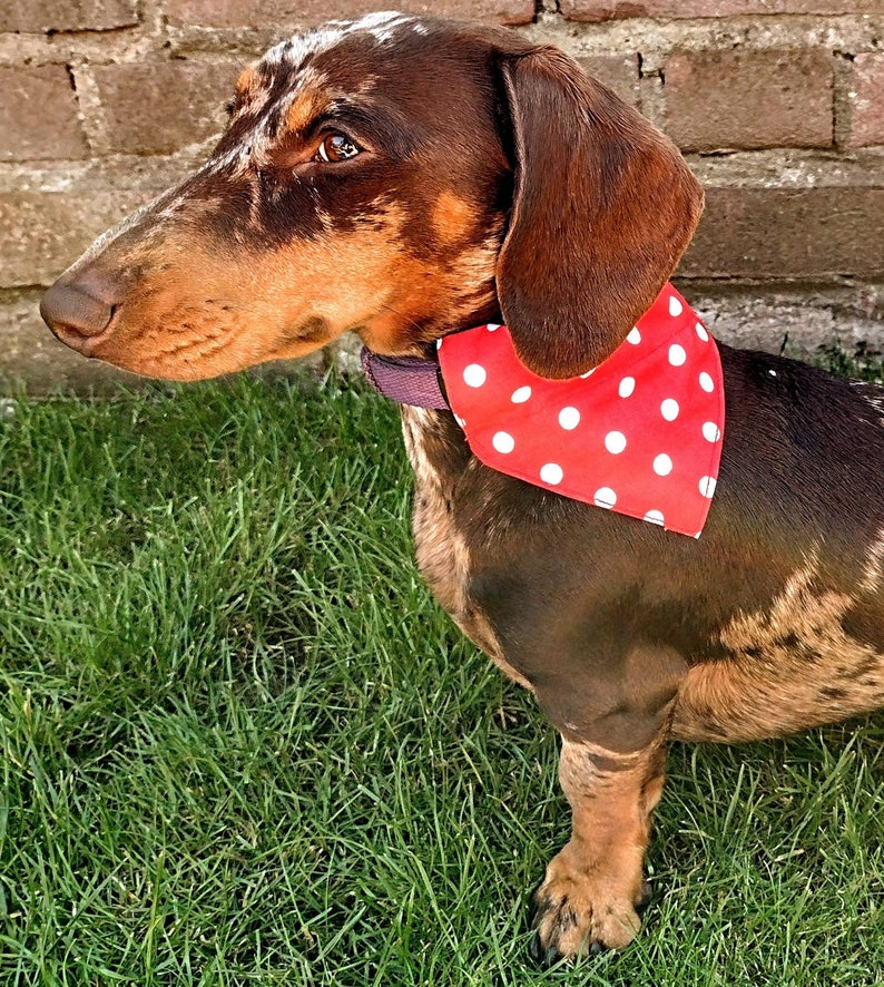 3 PACK Core Range Pick-N-Mix Range Pet Bandana with Charitable donation on every order image 7