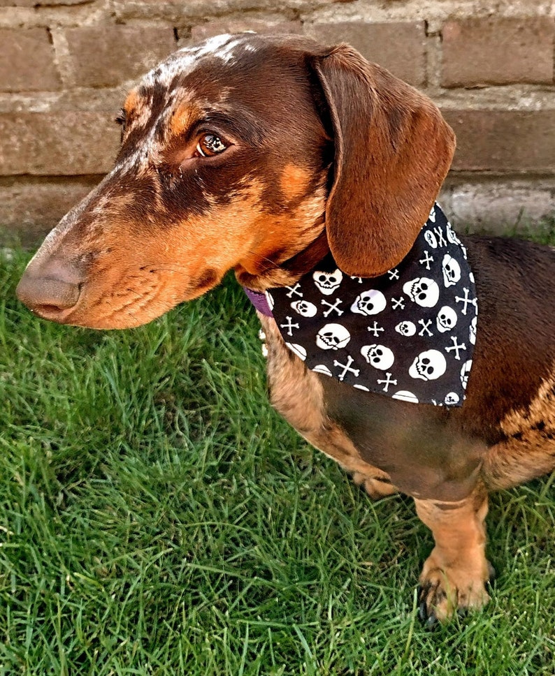 3 PACK Core Range Pick-N-Mix Range Pet Bandana with Charitable donation on every order image 6