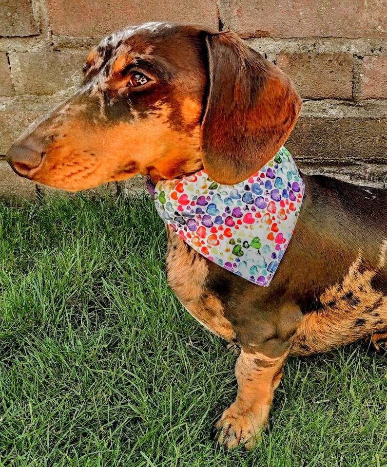 3 PACK Core Range Pick-N-Mix Range Pet Bandana with Charitable donation on every order image 8