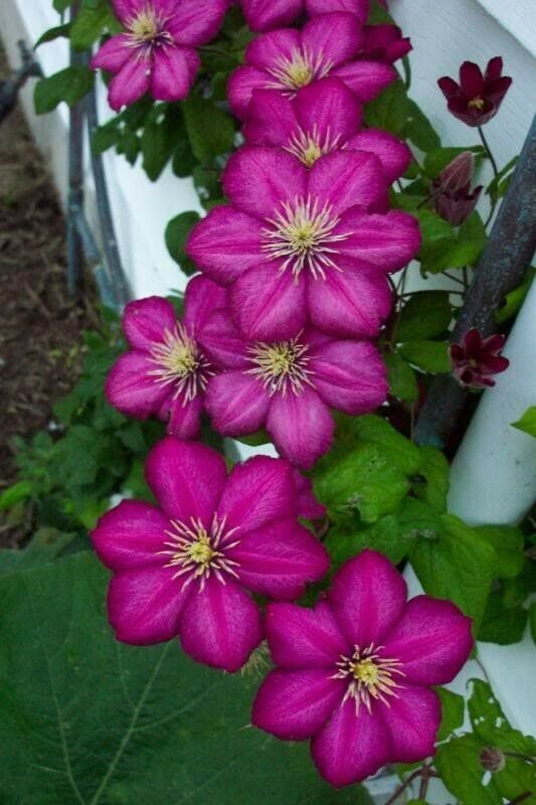 25 Magenta Clematis Seeds Bloom Flowers Perennial Seed Flower Etsy