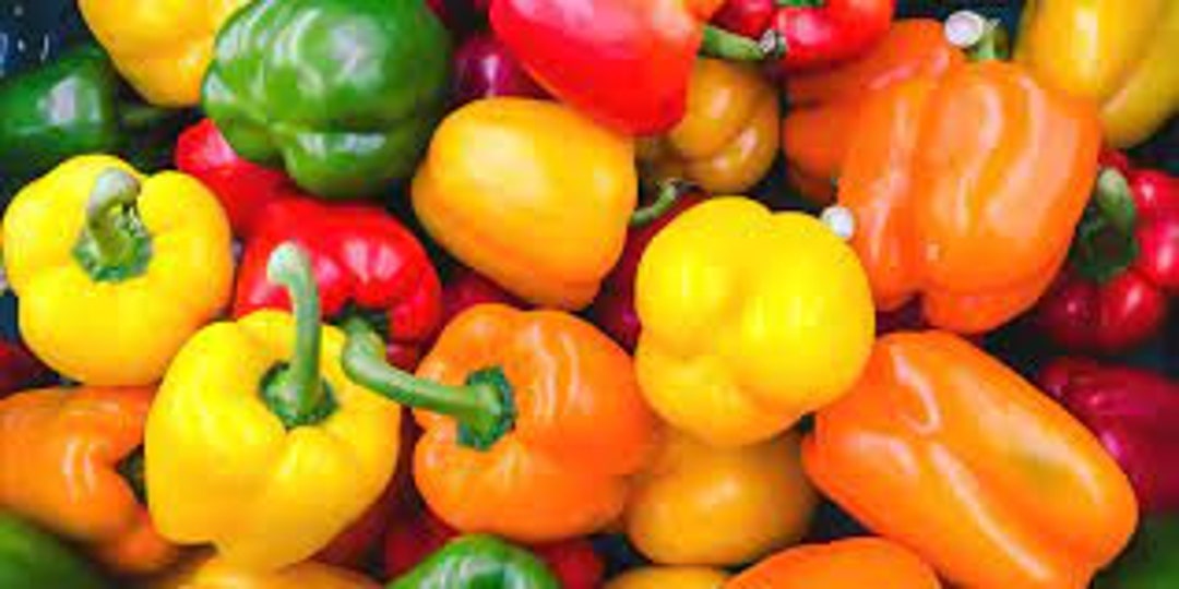 100 California Wonder Bell Pepper Seeds NONGMO Heirloom Etsy
