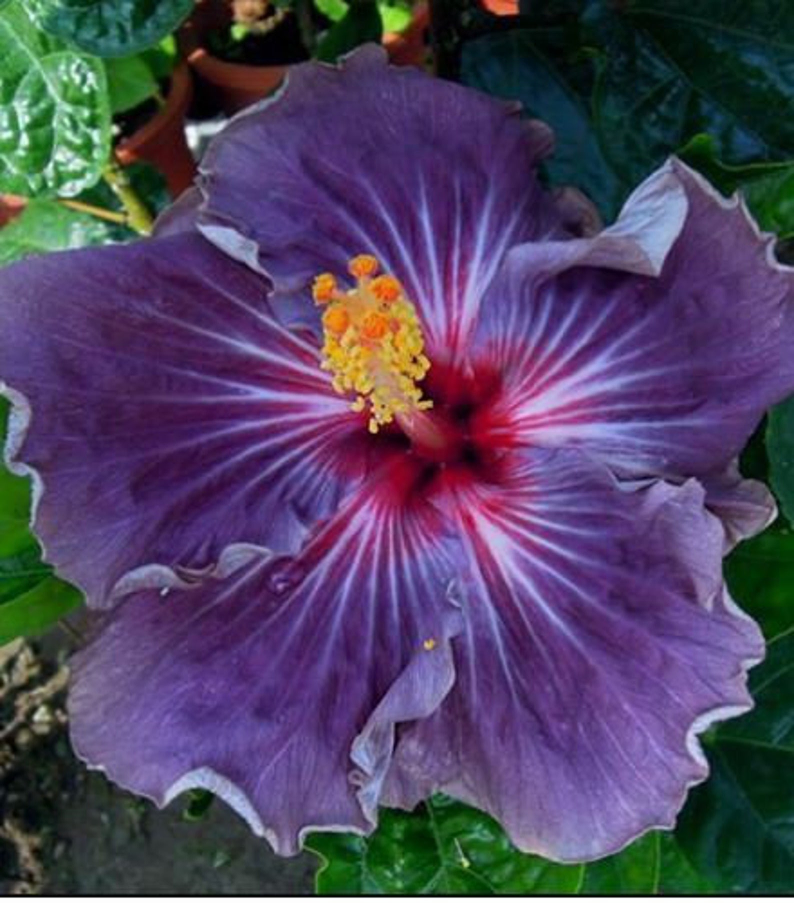 20 Purple Hibiscus Seeds Perennial Flower Seed Flowers Bloom Etsy