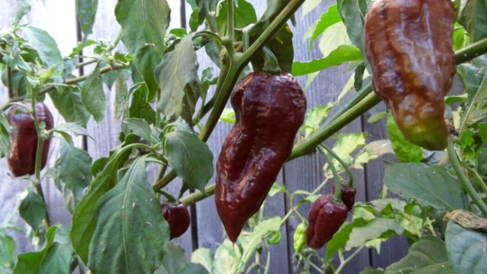 Chocolate Ghost Pepper Lot of 3 Live 75 Day Old Super Hot Etsy