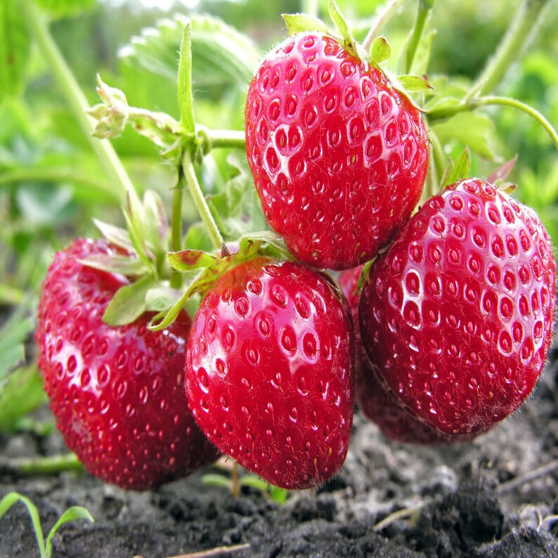 Fort Laramie Everbearing 10 Live Strawberry Plants NON GMO Etsy