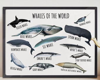 Whales of the World Poster | Whale Poster | Whale Print | Whale Drawings | Wall Poster | Educational Poster