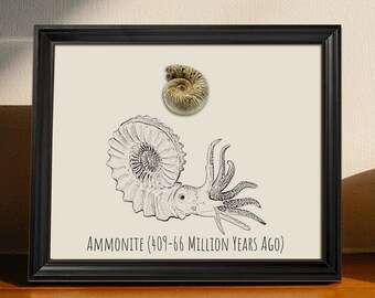 Framed Ammonite | Framed Fossil Ammonite | Fossil Ammonite Display | Unique Ammonite Print