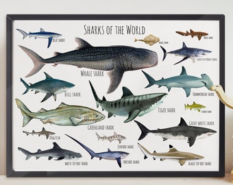 Sharks of the World Poster | Shark Poster | Shark Print | Shark Drawings | Wall Poster | Educational Poster