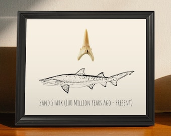 Framed Sand Shark Tooth | Framed Fossil Sand Shark Tooth | Fossil Shark Tooth Display | Unique Shark Print