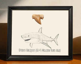 Framed Otodus Obliquus Tooth | Framed Fossil Otodus Obliquus Tooth | Fossil Shark Tooth Display | Unique Shark Print
