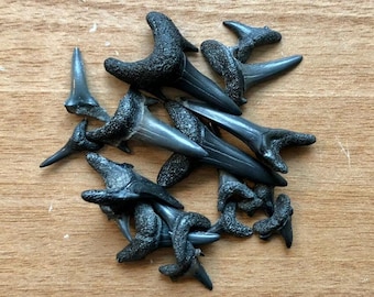 UK Fossil Shark Teeth: Crafting & Jewelry Supplies (5-50 pc)