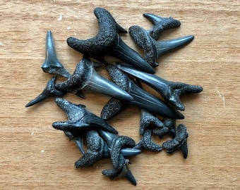 10 Fossil Shark Teeth, Various Species, Found in Kent, UK Fossils | Fossils for Jewellery, Craft and More!